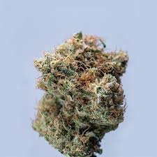Exploring the World of Weed Seeds NYC Exploring the World of Weed Seeds NYC
