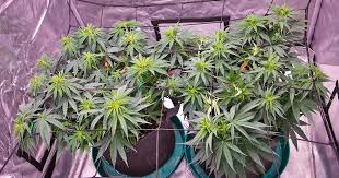 Exploring the World of Weed Seeds NYC Exploring the World of Weed Seeds NYC