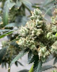 A Comprehensive Guide to Cannabis Seeds Missouri Growing, Legalities, and More A Comprehensive Guide to Cannabis Seeds Missouri Growing, Legalities, and More