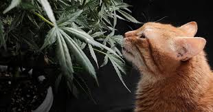 A Comprehensive Guide to Cannabis Seeds Missouri Growing, Legalities, and More A Comprehensive Guide to Cannabis Seeds Missouri Growing, Legalities, and More